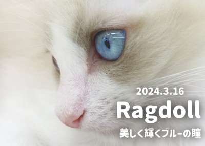 【 ラグドール成長ログ 】美しく輝きを放つ神秘的な青い瞳！