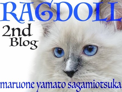 【 ラグドール 】美形！そして癒し系の青い瞳を持つぬいぐるみ猫の2nd記事！