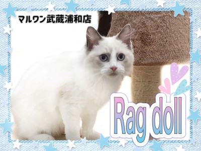 【 ラグドール 】 青い瞳のぬいぐるみ系ネコ！人気のブルーポイントバイカラー！
