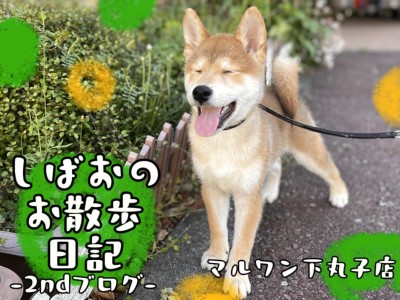 【 柴犬 】愛らしさ満載！とある日の朗らかお散歩風景～2ndブログ～