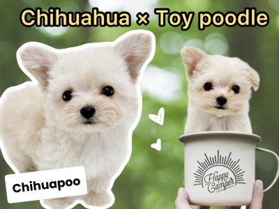 【 MIX犬 】人気犬種のハイブリット！チワワ×トイプードルの激カワチワプー登場