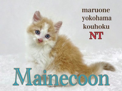 【 メインクーン 】家猫最大猫種ハチワレメインクーンの男の子
