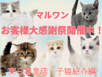 【 子猫紹介 】お客様大感謝祭開催中！東日暮里店に在店中の子猫全頭をご紹介！