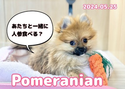 【 ポメラニアン成長ログ 】人参ダイスキ！！今日も元気なポメラニアンちゃん！