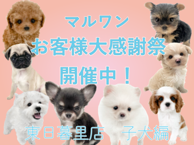 【 子犬紹介 】お客様大感謝祭開催中！東日暮里店に在店中の子犬全頭をご紹介！