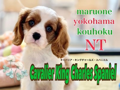 【 キャバリア 】人気の家庭犬No.1！上目遣いが可愛いむっちり姫