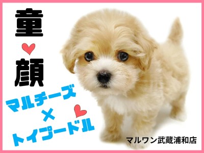 【 マルチーズ×トイプードル 】童顔MIXマルプーの子犬が埼玉浦和に登場！