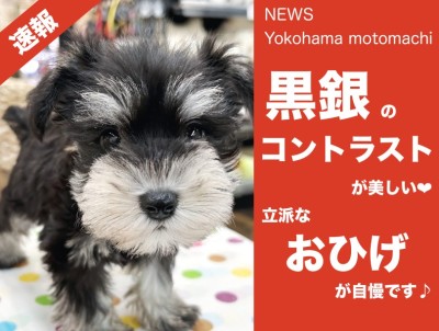 【 速報 】黒銀色が美しいシュナちゃんが可愛すぎる！【 NEWS横浜元町 】