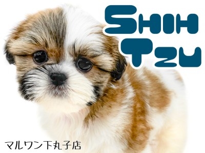 【 シーズー 】飼いやすい犬種ナンバーワン？！愛されルックスの癒し系わんこ！