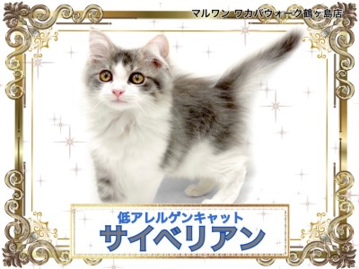 【 サイベリアン 】低アレルゲンだけじゃない！愛くるしい動く毛布のような子猫