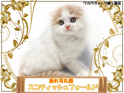 【 スコティッシュフォールド 】常に注目される人気の垂れ耳丸顔猫ちゃん