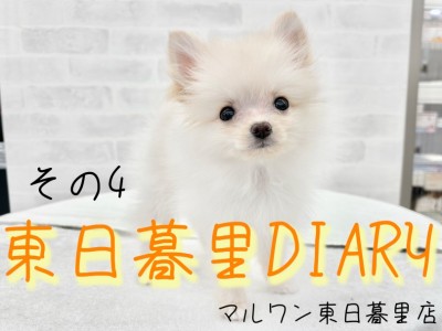 【 東日暮里DIARYその4 】ポメちゃんの入店から1か月後の体重測定を公開！