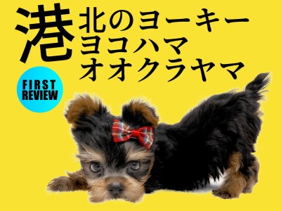 【 ヨークシャーテリア 子犬情報 】とびきり可愛い子犬ちゃんが横浜に降臨！