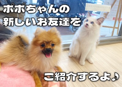 【 ポメラニアン成長ログ 】ポポちゃんの新しいお友達をご紹介！