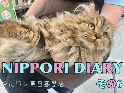 【 NIPPORI DIARY その6】長毛猫ラガマフィンちゃんのブラッシング♪