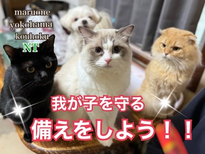 【 お役立て情報 】守れるのは飼い主さんだけ！あると安心防災グッズ