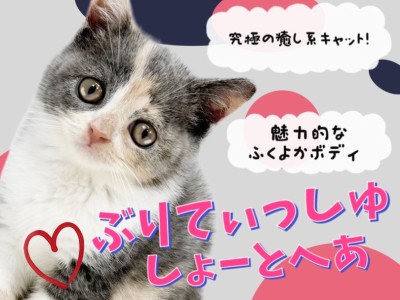 【 ブリティッシュショートヘア 】魅惑のまん丸ボディ！激かわ癒し系キャット