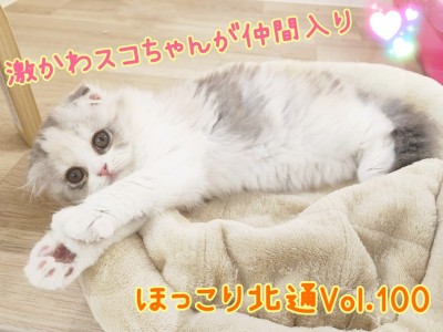 【 ほっこり北通Vol.100 】こぼれそうな大きな瞳の激かわスコちゃん