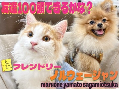 【 ノルウェージャン 】友達100頭出来るかな？犬猫問わずのフレンドリーキャット