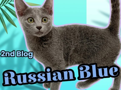 【 ロシアンブルー 】祝生後4ヶ月！活発さが増した美猫の成長記録