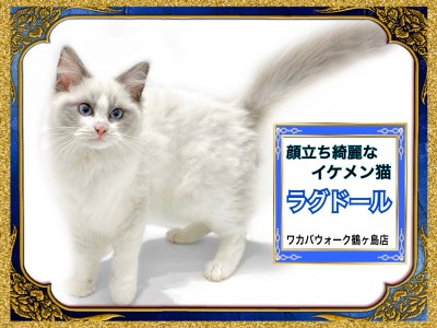 【 ラグドール 】イケメンに日々進化中！ぬいぐるみ猫ラグドール！