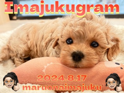 【 イマジュクグラム 】マルチーズとトイプードルのぬいぐるみ系MIX犬登場！