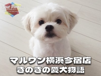 【 ファーストパートナー 】マルワン横浜今宿店スタッフきのきの愛犬物語！