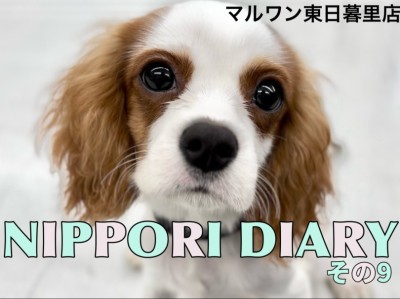 【 NIPPORI DIARY その9 】されるがままの癒し癒されキャバリア男子