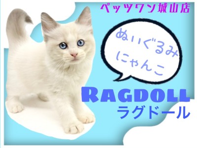 【 ラグドール 】甘えんボーイのぬいぐるむボディのイケメンにゃんこ