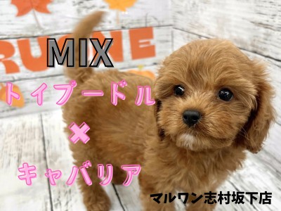 【 MIX 】お父さんはトイプードル、お母さんはキャバリアの珍しいMIX犬登場！