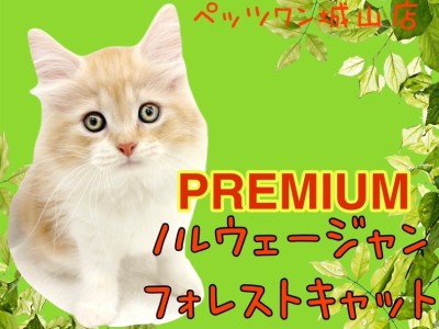 【 ノルウェージャンフォレストキャット 】プレミアムな美猫をご紹介