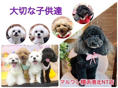 【 ファーストパートナー 】マルワン横浜港北NT店スタッフ中村の愛犬物語！