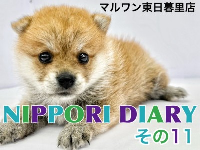 【 NIPPORI DIARY その11 】入店速報！不思議ちゃん系ポメ柴MIX