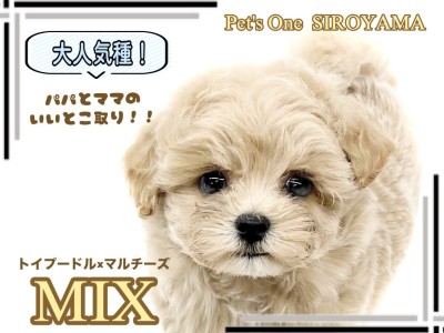 【 MIX 】いいとこどりのMIX犬！プーマルちゃんがやって来たよ！