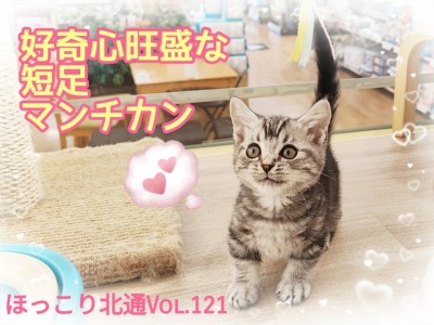 【 ほっこり北通Vol.121 】仕草が可愛い短足マンチカンくん登場！