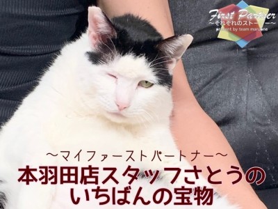 【 ファーストパートナー 】マルワン本羽田店スタッフさとうの愛猫物語！