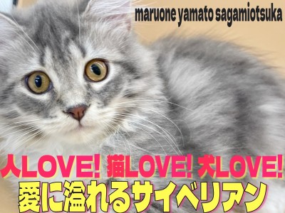 【 サイベリアン 】温厚な性格で猫、犬とも多頭できる抱っこ大好き2ndブログ！