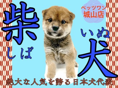 【 柴犬 】愛嬌抜群！絶大な人気を誇る日本犬代表の柴ちゃん登場