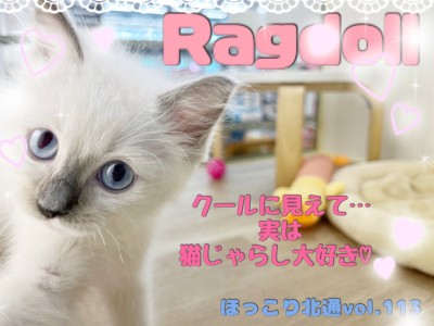 【 ほっこり北通Vol.114 】クールに見えて、実は猫じゃらし大好きラグちゃん