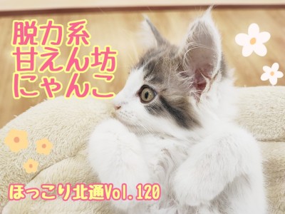 【 ほっこり北通Vol.120 】脱力系甘えん坊にゃんこメインクーンちゃん