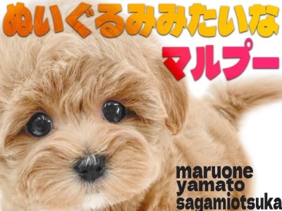 【 マルプー 】一際かわいいMIX犬！ぬいぐるみ系が好きなアナタは必見です！