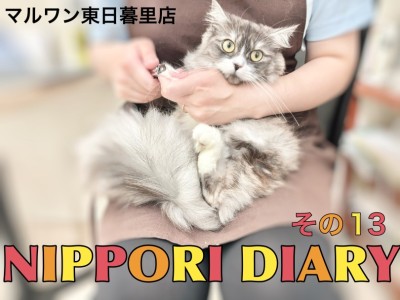 【 NIPPORI DIARY その13 】 新入りのサイベリアンをご紹介！