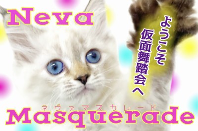 【 ネヴァマスカレード 】超美猫！横浜元町店に仮面舞踏会への招待状？！