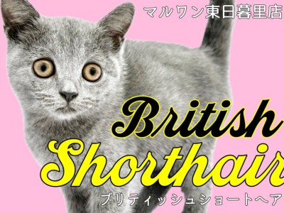 【 ブリティッシュショートヘア 】性格が超甘えん坊！猫のイメージを払拭する逸材！