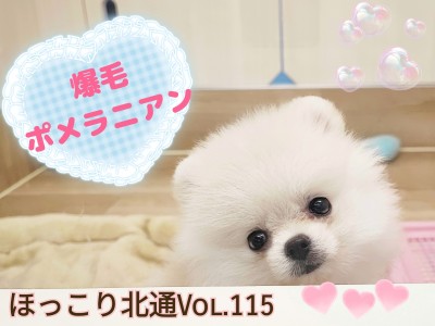 【 ほっこり北通Vol.115 】爆毛ふわもこポメちゃんがやってきた！