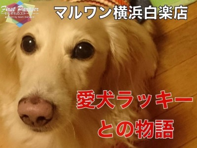 【 ファーストパートナー 】マルワン横浜白楽店トリマー飯島の愛犬物語！