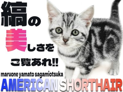 【 アメリカンショートヘア 】猫初心者必見！懐っこい性格は飼いやすさ抜群！