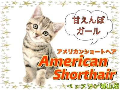 【 アメリカンショートヘア 】オンオフの切り替え・甘え上手のアメショちゃん登場