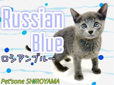 【 ロシアンブルー 】スタッフイチオシ！超甘えん坊にゃんこ