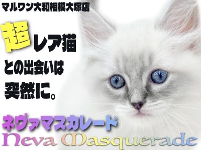 【 ネヴァマスカレード 】超希少種！滅多に出会えない？2024年話題の猫種登場！